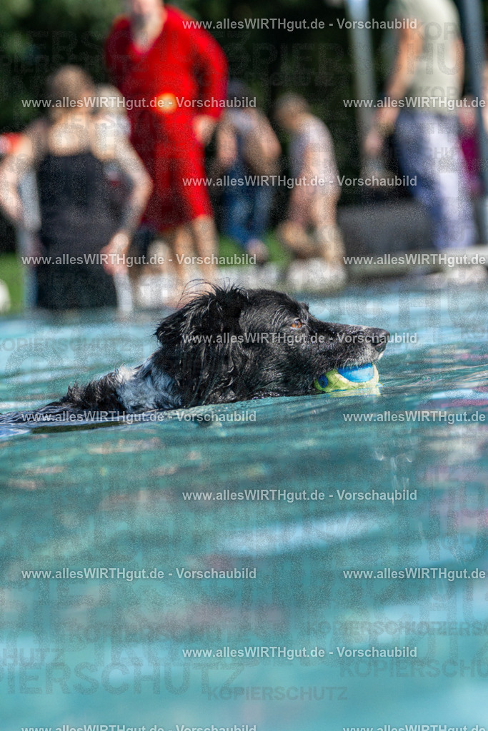 Hundeschwimmen_Volksbad_2026-allesWIRTHgut_Tierfotografie-2609061221-FAY06465 | Professionelle Tierfotografie in Mönchengladbach von Daniel Wirth (allesWIRTHgut). Liebevolle & natürliche Bilder von Hunden & Katzen für unvergessliche Erinnerungen.