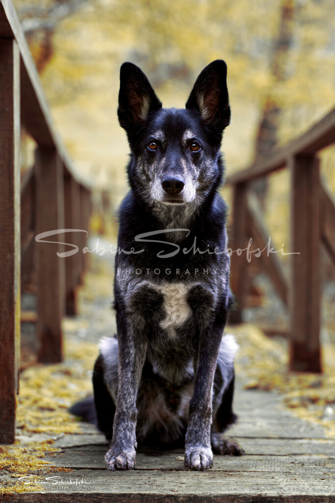 Henri_DSCF1036 | People- und Tierfotografie, Imageaufnahmen, Veranstaltungsfotografie und Wandbilder aus der Natur ★ Made in Germany ✔️ Druck + Downloads ✔️ Naturfotografie in Top Qualität ★ schneller Versand, weltweite Lieferung! - Realisiert mit Pictrs.com