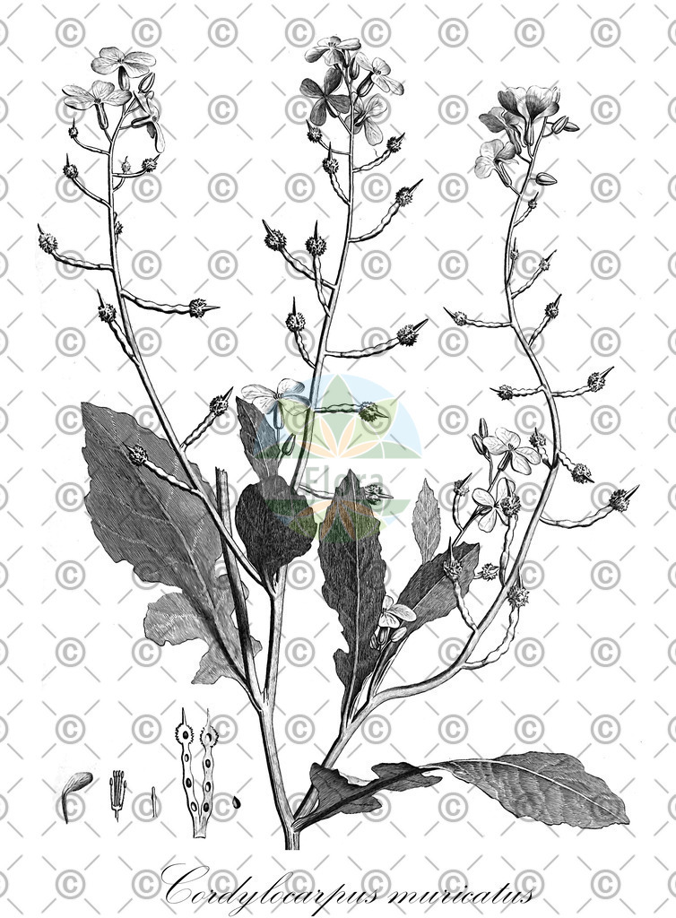 HistAbb_wfo-0000621223_1_ENZY_Simple | Historische Abbildung von Cordylocarpus muricatus - Brassicaceae | Historical Illustration of Cordylocarpus muricatus - Brassicaceae