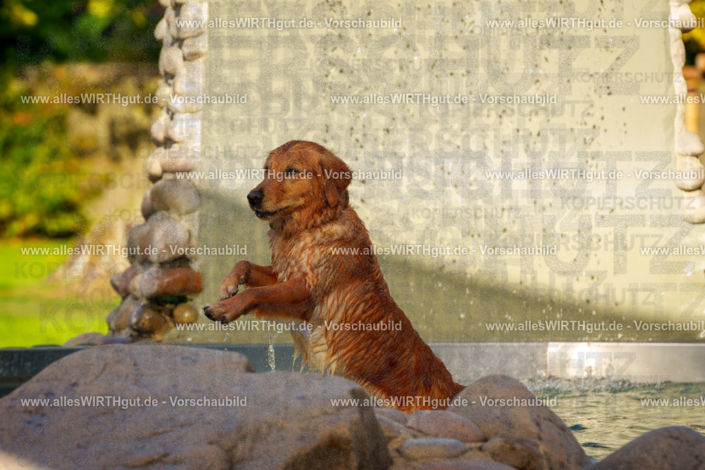 Hundeschwimmen_Grefrath_2026-allesWIRTHgut_Tierfotografie-15_49-FAY01376 | Professionelle Tierfotografie in Mönchengladbach von Daniel Wirth (allesWIRTHgut). Liebevolle & natürliche Bilder von Hunden & Katzen für unvergessliche Erinnerungen.