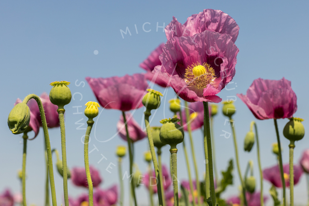 2023-05-29 Pink Poppies Erlenbach Oelmuehle - 089 | Schwotte Media - Realisiert mit Pictrs.com