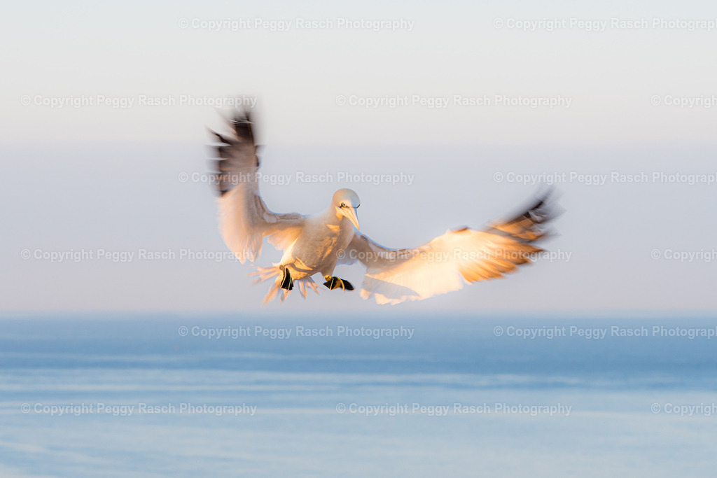 Basstölpel | auf Helgoland - Realisiert mit Pictrs.com