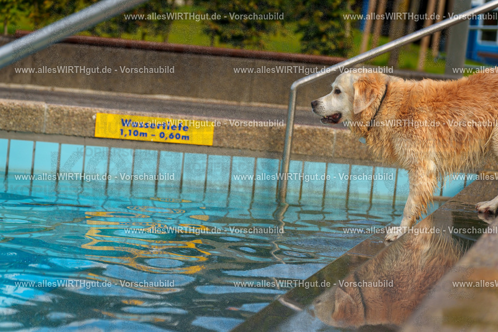 Hundeschwimmen_Grefrath_2026-allesWIRTHgut_Tierfotografie-09_36-7R502422 | Professionelle Tierfotografie in Mönchengladbach von Daniel Wirth (allesWIRTHgut). Liebevolle & natürliche Bilder von Hunden & Katzen für unvergessliche Erinnerungen.