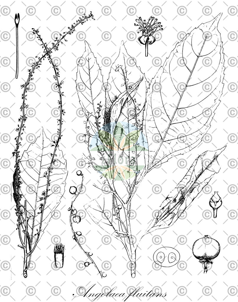 HistAbb_wfo-0000536542_421_ENZY_Simple | Historische Abbildung von Angolaea fluitans - Podostemaceae | Historical Illustration of Angolaea fluitans - Podostemaceae