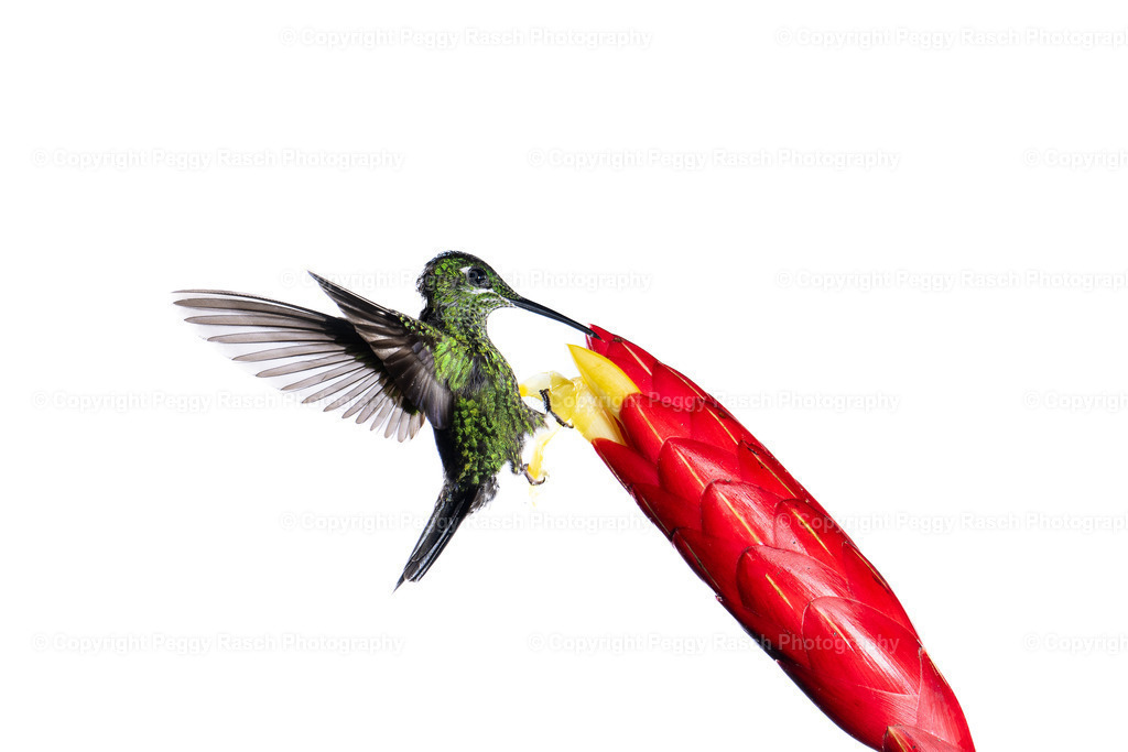 Kolobris (57) | PeggyRaschPhotography - Realisiert mit Pictrs.com