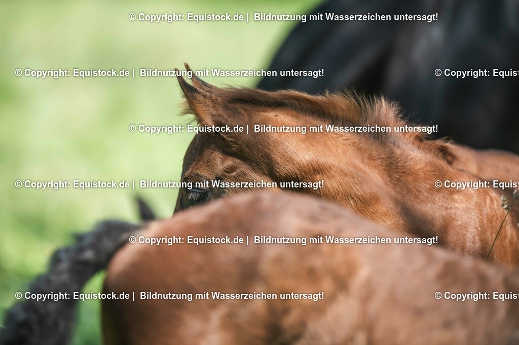 20210617_Fohlen_0127 | Foto: Thomas Hartig