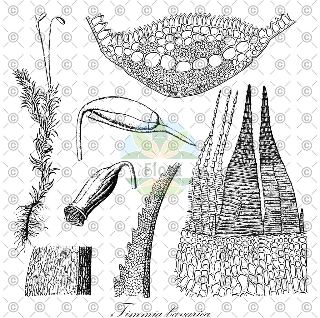 HistAbb_wfo-0001150013_1_ENZY_Simple | Historische Abbildung von Timmia bavarica - Timmiaceae | Historical Illustration of Timmia bavarica - Timmiaceae