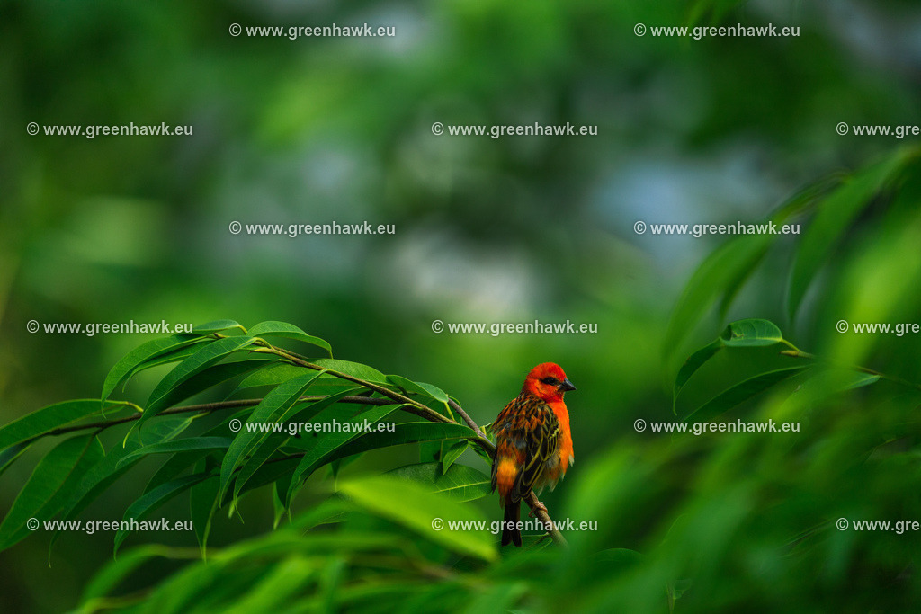 _MG_8789 | Greenhawks Bilder Shop für Landschaften, Urban, Tiere und weiteres als Poster Leinwand oder Fotogeschenk für Ostern Weihnachten oder Geburtstag  - Realisiert mit Pictrs.com