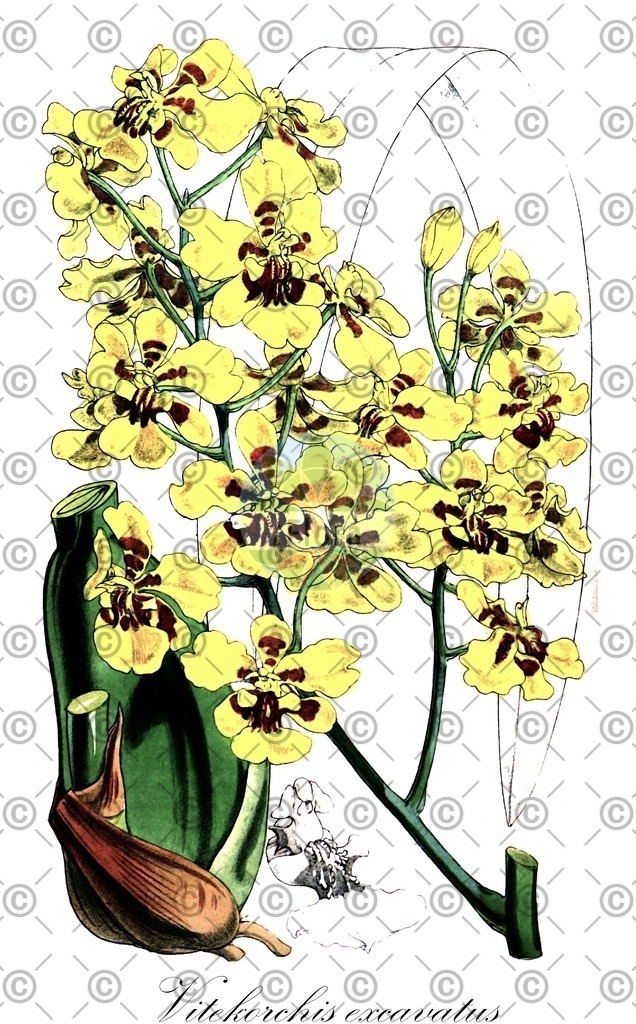 HistAbb_EMP_34500_SRC_Schlechtendal_FLORAD_SIMPLE | Historische Abbildung von Vitekorchis excavatus - Orchidaceae | Historical Illustration of Vitekorchis excavatus - Orchidaceae