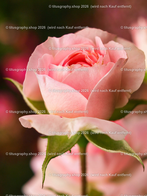 titusgraphy_P7193520-vz-ln | titusgraphy-shop: Geschenkideen mit Qualitätsfotos. titusgraphy-shop: gift ideas with quality photos. titusgraphy-shop: idées cadeaux avec photos de qualité.  - Realisiert mit Pictrs.com