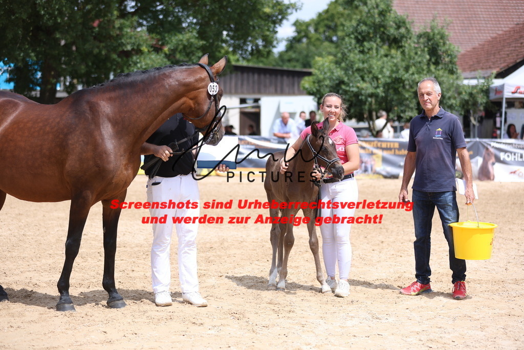 Fohlenschau_Schwäbisch_Hall_dressurbetonte_Fohlen_RESERVE SIEGER_KN 15_14 | lmwpictures - Realisiert mit Pictrs.com