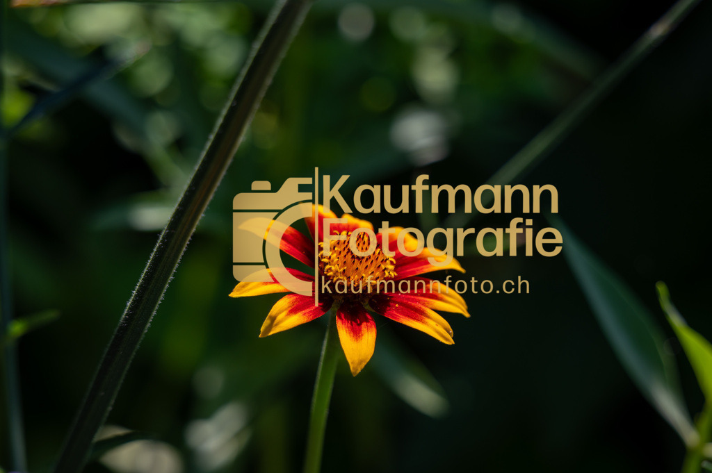 Teleobjektiv_Test_def-3672 | kaufmannfoto - Realisiert mit Pictrs.com