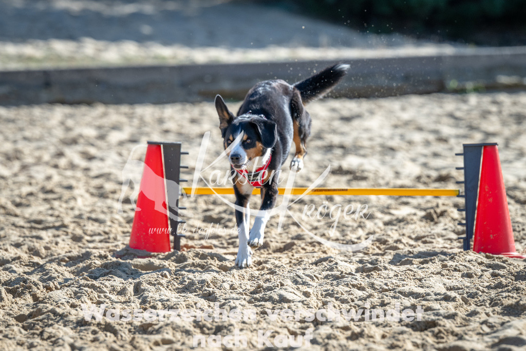 1124_ZZ91041 | kk-dogfotos