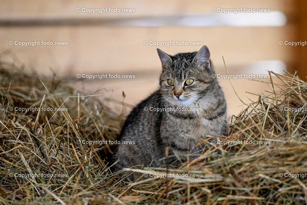 Slowakei_ Durcina_ Ranch Simba_ 06.01.2026-22 | 06.01.2026, Rajec, SVK, Themenbild, Katze, getigerte Katze, Hauskatze, Heu, Stroh, Bauernhof, Scheune, Tierportraet, gemuetlich, laendlich, Natur, Haustier, Fell, Schnurrhaare, blicken, sitzen, Winter