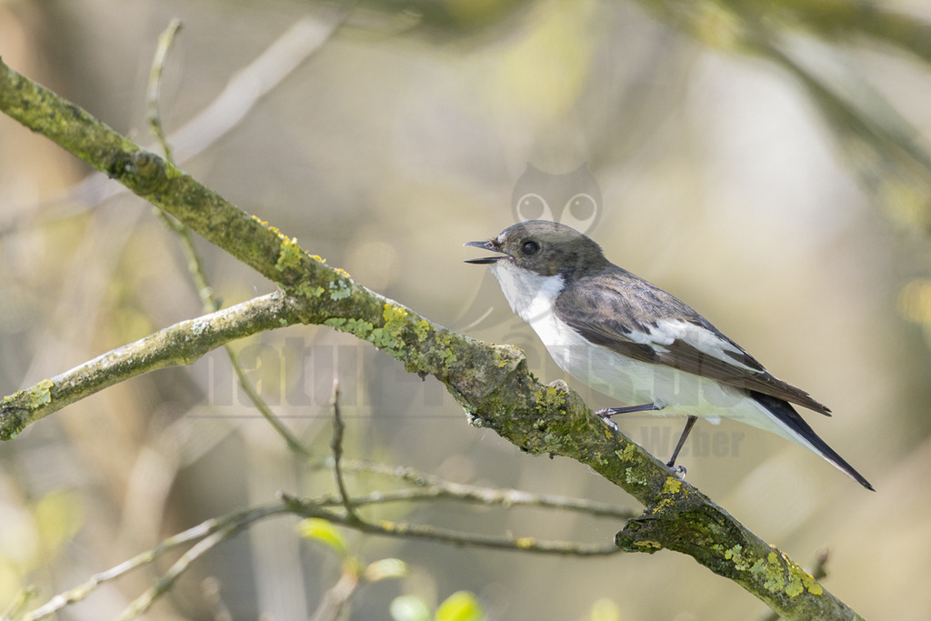 R6NF6986_20240502 | Der Trauerschnäpper ist in ganz Deutschland verbreitet und gern in Wäldern und baumreichen Gegenden unterwegs. Dem ruffreudigen und auffällig gezeichneten kleinen Vogel werden Sie bestimmt schon einmal begegnet sein. Mit dem ähnlichen Halsbandschnäpper geht er im Überschneidungsgebiet auch gerne Mischehen ein. - Realisiert mit Pictrs.com