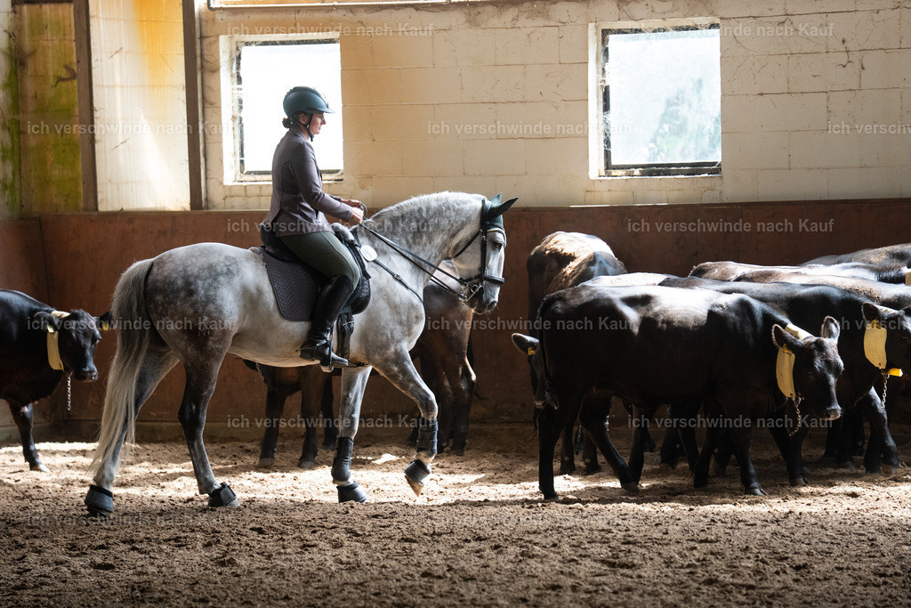 WL_COW_69_SinaFilmArt_IN03901 | working equitationturnier fotograf videograf stoibphotography marixx film working equitation deutschland reitsport turnierfotografie eventfotografie equestrian events