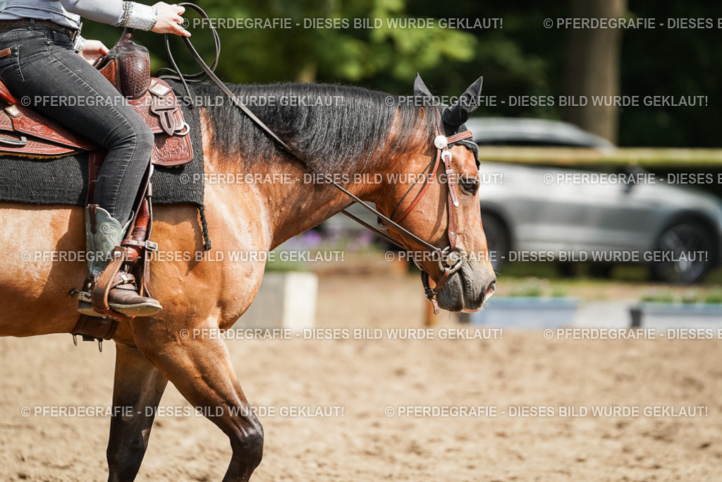 DSC04959 | Pferdegrafie