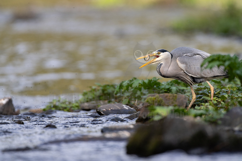 R6M31453_20260502 | Ein Graureiher (Ardea cinerea) steht am Ufer eines flachen Baches und hat einen kleinen Fisch in seinem gelben Schnabel gefangen. Das Tier ist im Profil zu sehen, mit grauem Gefieder, einem weißen Kopf mit schwarzen Streifen und gelben Beinen. Im Hintergrund ist das fließende Wasser des Baches und grüne Ufervegetation zu erkennen. Die Interaktion zeigt den Moment des erfolgreichen Fischfangs. - Realisiert mit Pictrs.com