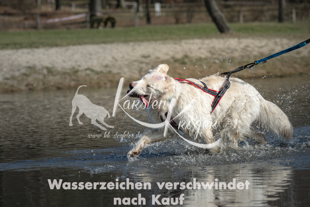 1330_ZZ96624 | kk-dogfotos