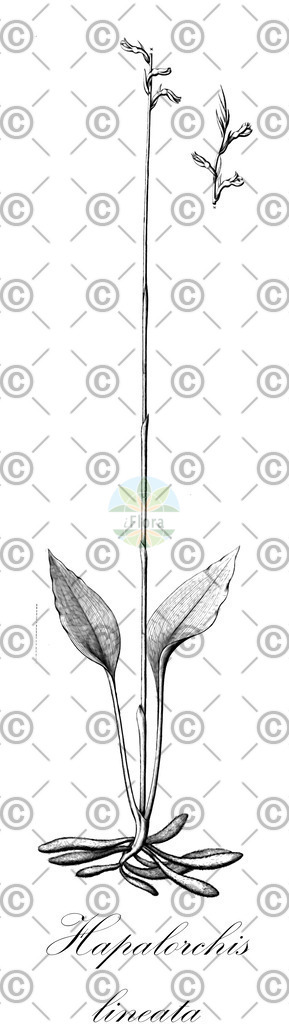 HistAbb_wfo-0000715400_1_ENZY_Simple | Historische Abbildung von Hapalorchis lineata - Orchidaceae | Historical Illustration of Hapalorchis lineata - Orchidaceae