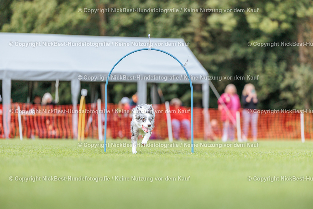 BSP Hoopers-H3-2026-Nickbest-Hundefotografie-TuS Komet Arsten e.V.-0393 | Dein Hund! Dein Moment! Deine Erinnerungen! Hundefotografie in Bremen Blumenthal. Ich fange die besonderen Momente deines Vierbeiners ein – ob Indoor mit Blitzanlage oder in der freien Natur. Sicher dir dein Moment und dein Termin für eure Erinnerungen.