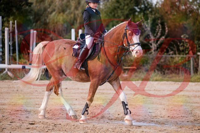 2026_10_03_Siefer-Hof_144325_Z81_17003777 | Professionelle Reitsport-, Turnier- und Eventfotografie von Robert Broda. Galerien mit ausgewählten und bearbeiteten Bildern direkt online ansehen und bestellen.