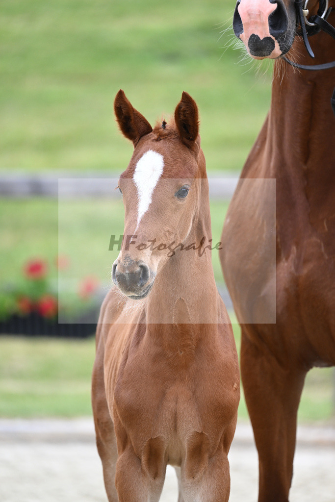 Kat-Nr. 40 HF DSP Feliciano_Eder_17230454 | hf-fotografie - Realizzato con Pictrs.com