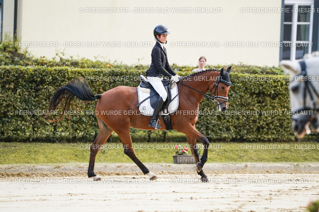 DSC05403 | Pferdegrafie