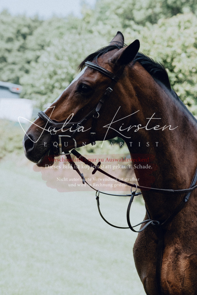 DSC_0672 | Pferde- und Turnierfotografie in Westsachsen. Pferdeportraits, Auftragszeichnungen und intuitive Kunst.