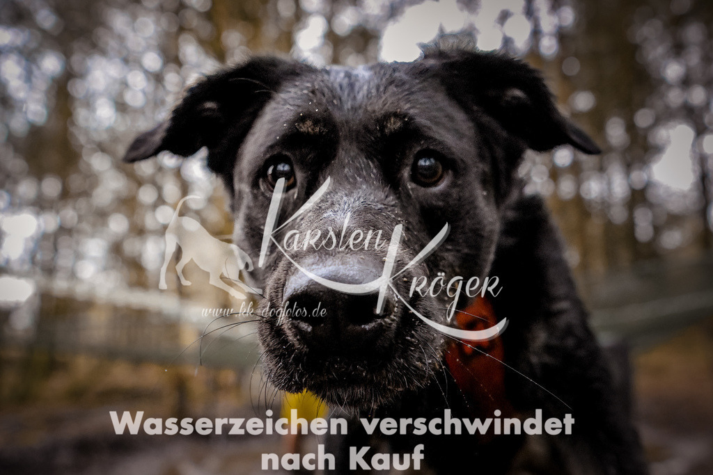 0957_ZZ98883 | kk-dogfotos