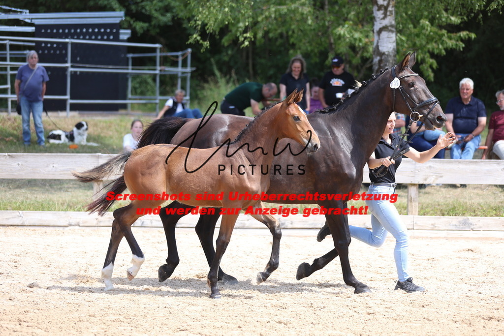 Fohlenschau_Schwäbisch_Hall_springbetonte_Fohlen_KN 39_9 | lmwpictures - Realisiert mit Pictrs.com