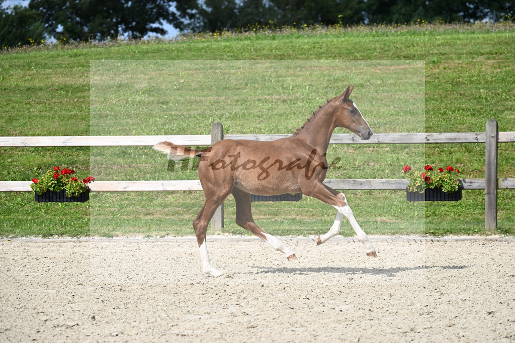 Light Star x Rotgold_HF_Bauer_29240118 | hf-fotografie - Realizzato con Pictrs.com