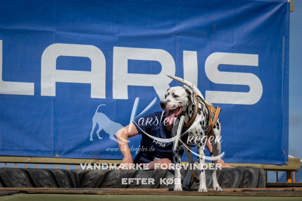 1346_ZZ99177 | kk-dogfotos