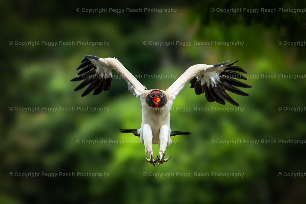 Königsgeier (22) | PeggyRaschPhotography - Realisiert mit Pictrs.com