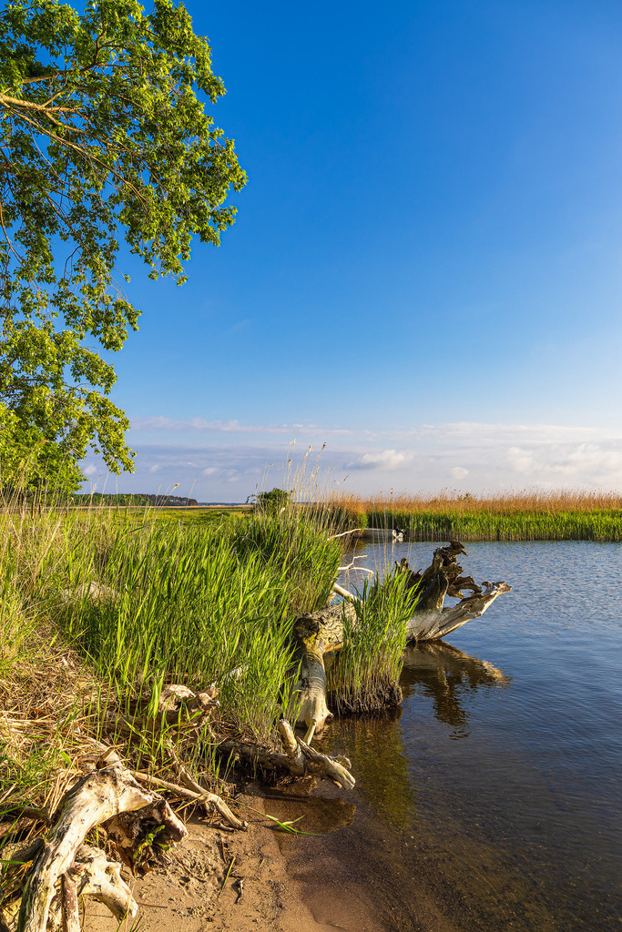 Baumstamm am Achterwasser bei Warthe auf der Insel Usedom | Baumstamm am Achterwasser bei Warthe auf der Insel Usedom.