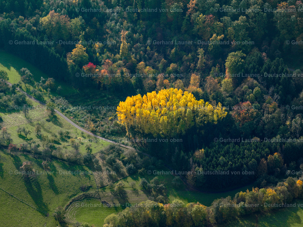2499118 | herbstliche Bäume im Odenwald