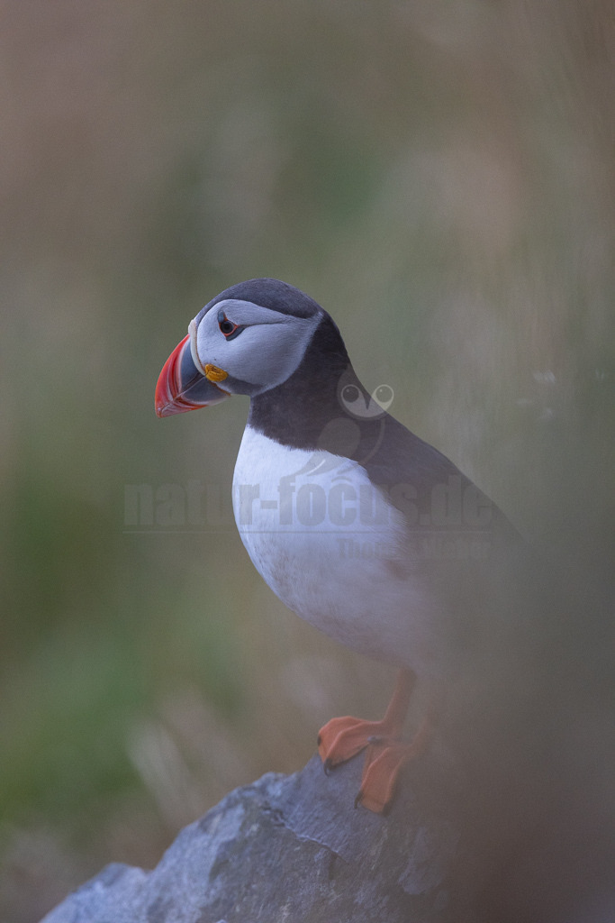 R5NF1662-20230719 | Der Papageitaucher – auch Papageientaucher oder Puffin genannt – ist eine Vogelart aus der Familie der Alkenvögel. Die Art brütet in Erdhöhlen an und auf Klippen oder an deren Fuß im Nordatlantik sowie im westlichen Nordpolarmeer. - Realisiert mit Pictrs.com