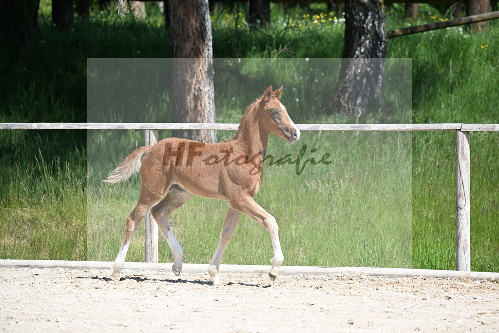 Don Schufro x Don Massimo_HF_Aumer_10250155 | hf-fotografie - Realizzato con Pictrs.com