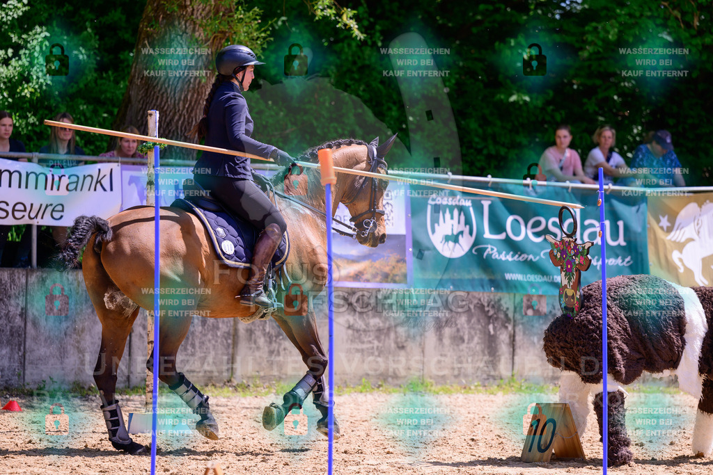 03052026-Giesenbach-05-Stiltrail-0147 | Fokus Hufschlag Fotografie - Realisiert mit Pictrs.com