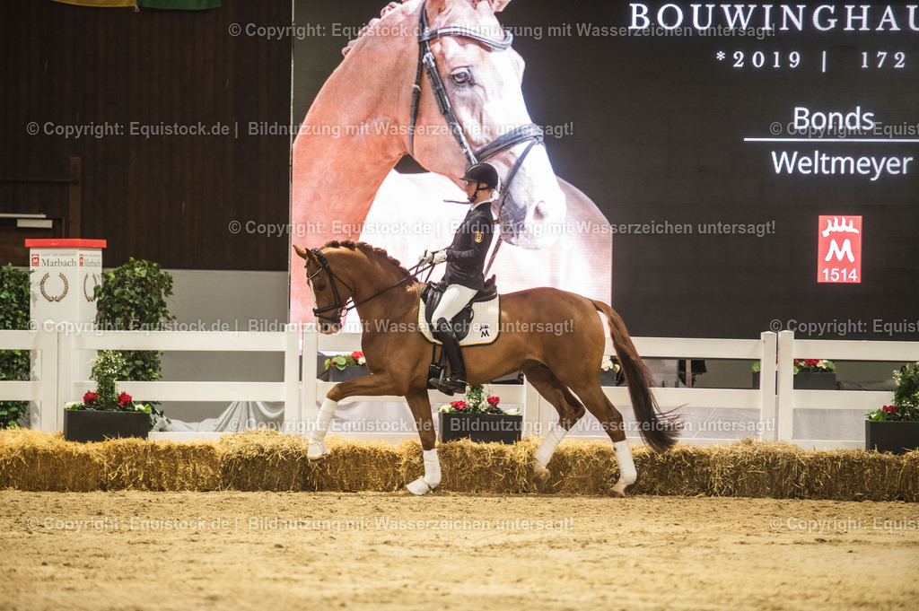 20240302_Hengstvorstellung_Marbach_TOMsPiC_0578-2 | equistock