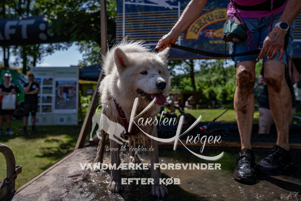 1329_ZZ91481 | kk-dogfotos
