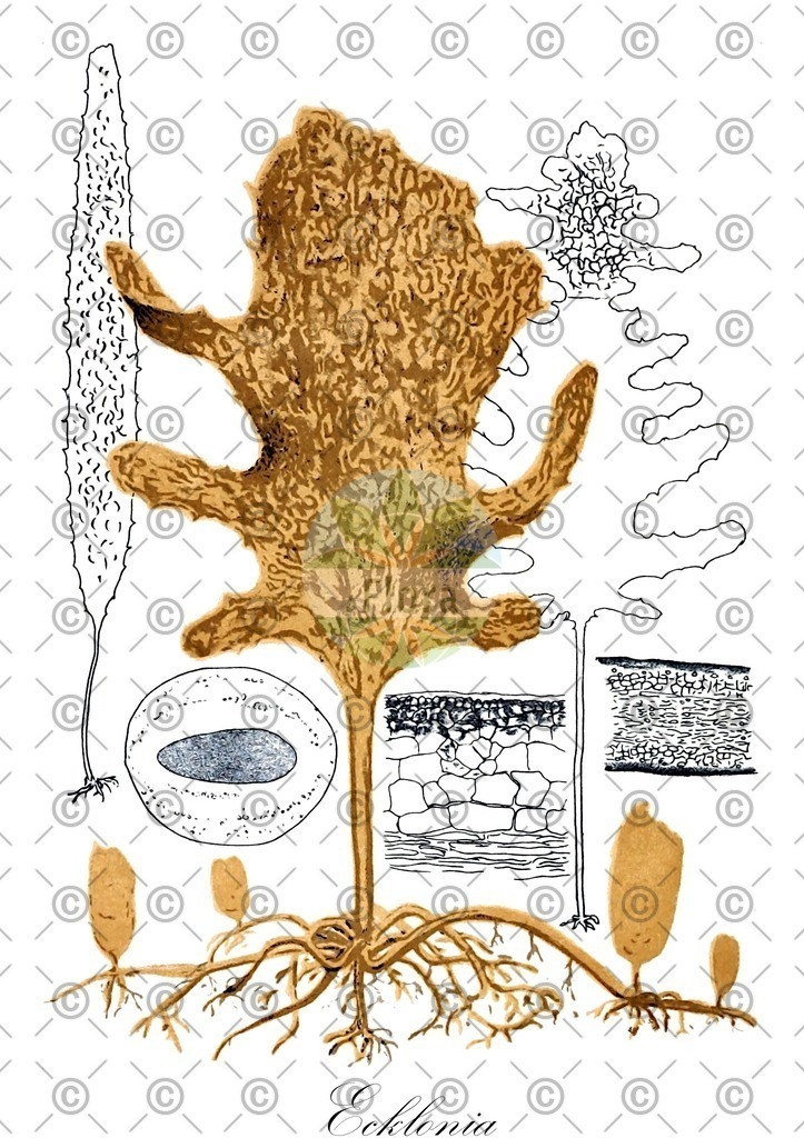 HistAbb_wfo-0000108811_2_ENZY_Simple | Historische Abbildung von Ecklonia - Lessoniaceae (0) | Historical Illustration of Ecklonia - Lessoniaceae (0)