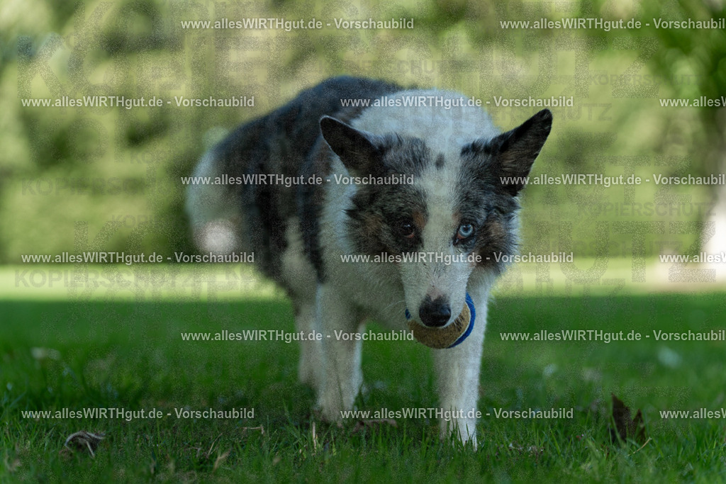 Hundeschwimmen_Volksbad_2026-allesWIRTHgut_Tierfotografie-2609061323-7R500716 | Professionelle Tierfotografie in Mönchengladbach von Daniel Wirth (allesWIRTHgut). Liebevolle & natürliche Bilder von Hunden & Katzen für unvergessliche Erinnerungen.