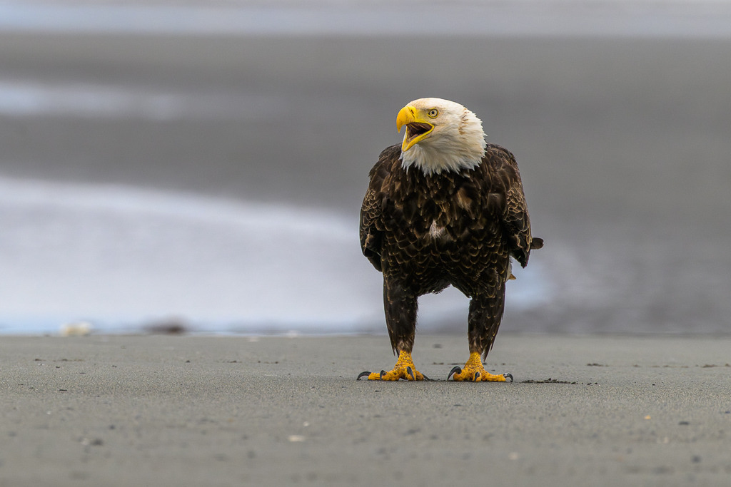 Alaska | Anchor Pont. Weißkopfseeadler am Strand. - Realisiert mit Pictrs.com