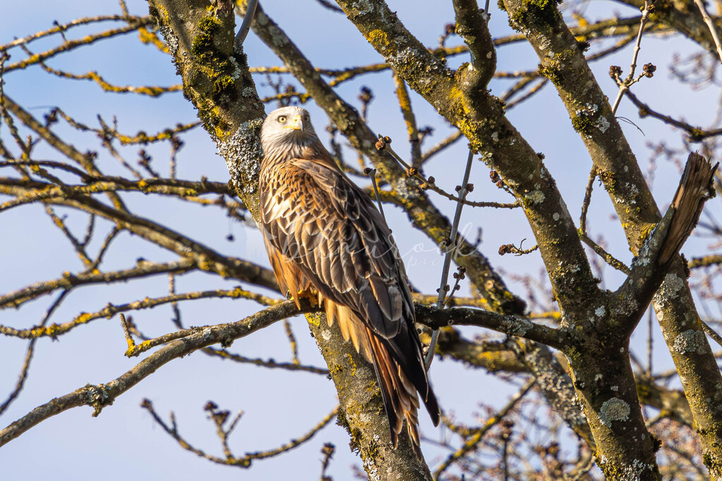 CN12--49 | Sportbilder, Sportfotograf, Hochzeits- und Eventfotografin, Flugshows, Portraits und Tiershooting, Aviation, Downhill, Nationalleague, Swissleague, International