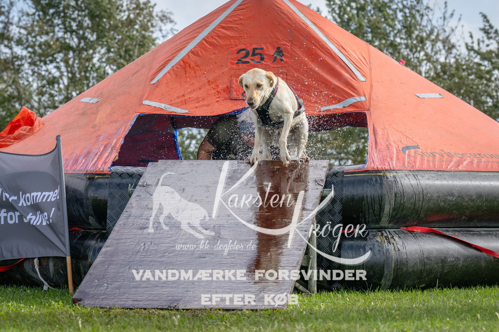 1211-92731 | kk-dogfotos