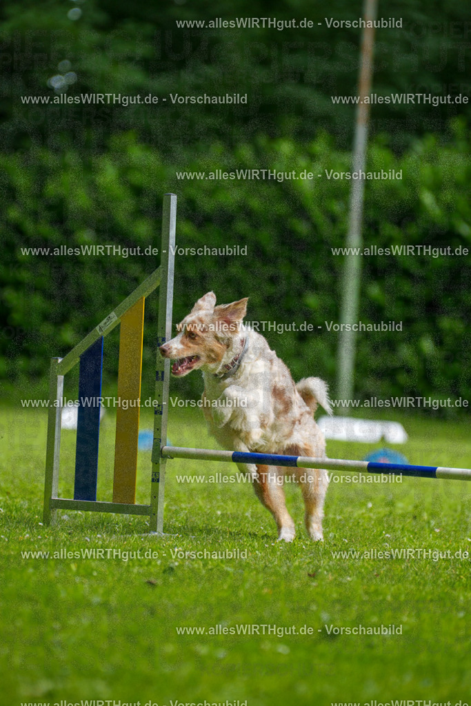 @allesWIRTHgut_Tierfotografie - www.allesWIRTHgut.de - 095931-7R507907 | Professionelle Tierfotografie in Mönchengladbach von Daniel Wirth (allesWIRTHgut). Liebevolle & natürliche Bilder von Hunden & Katzen für unvergessliche Erinnerungen.