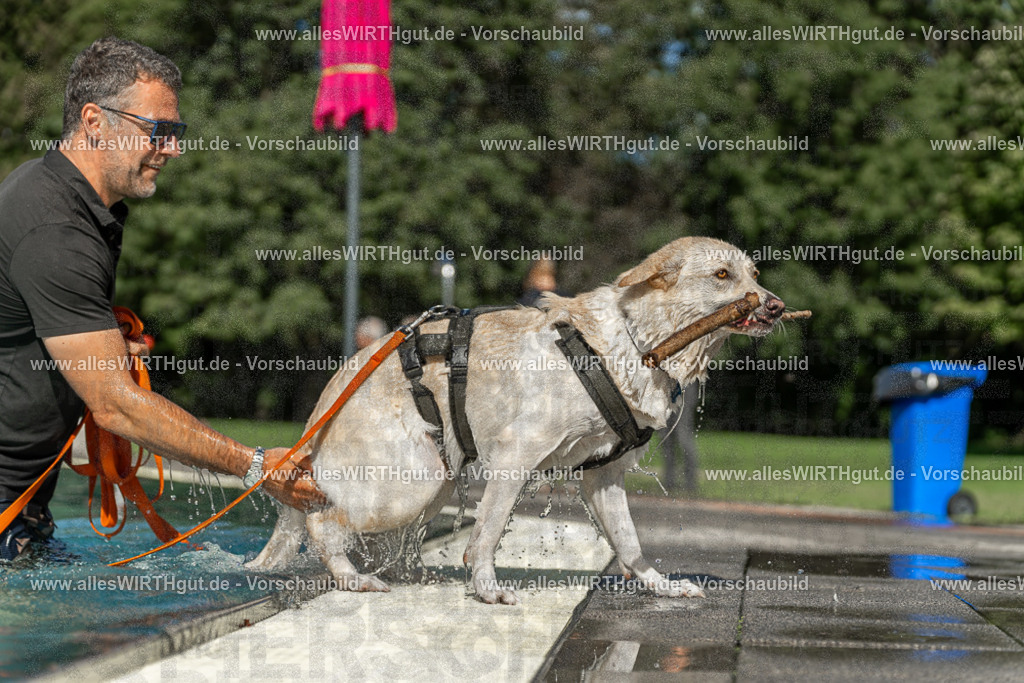 Hundeschwimmen_Volksbad_2026-allesWIRTHgut_Tierfotografie-2609061546-7R501848 | Professionelle Tierfotografie in Mönchengladbach von Daniel Wirth (allesWIRTHgut). Liebevolle & natürliche Bilder von Hunden & Katzen für unvergessliche Erinnerungen.