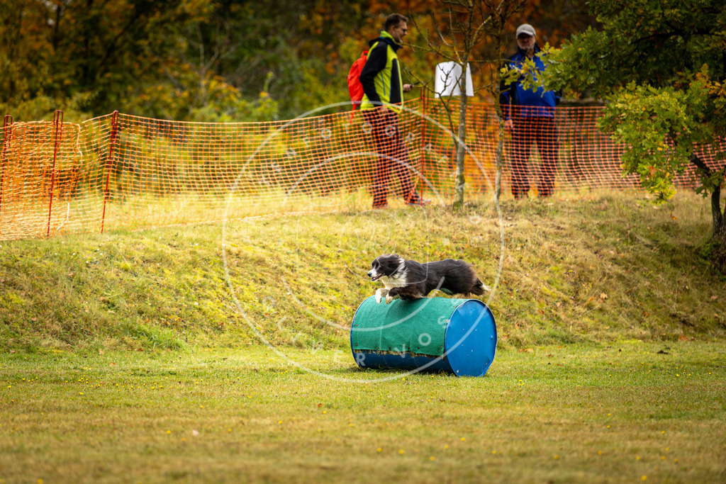 Pfotenfotografie_DV3A2487 | Hundefotografie, Tierfotograf, Pfotenfotografie, Fotoshooting Hund, Hunde Portrait, Hundesport, Hundeportraits, Heideshooting, Hunde, Sportfotograf, Hundefotograf, Turnierhundsport, THS,  - Realisiert mit Pictrs.com