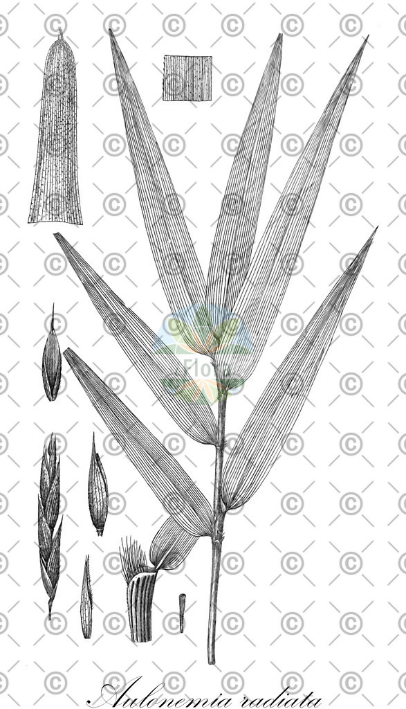 HistAbb_wfo-0000557032_1_ENZY_Simple | Historische Abbildung von Aulonemia radiata - Poaceae | Historical Illustration of Aulonemia radiata - Poaceae